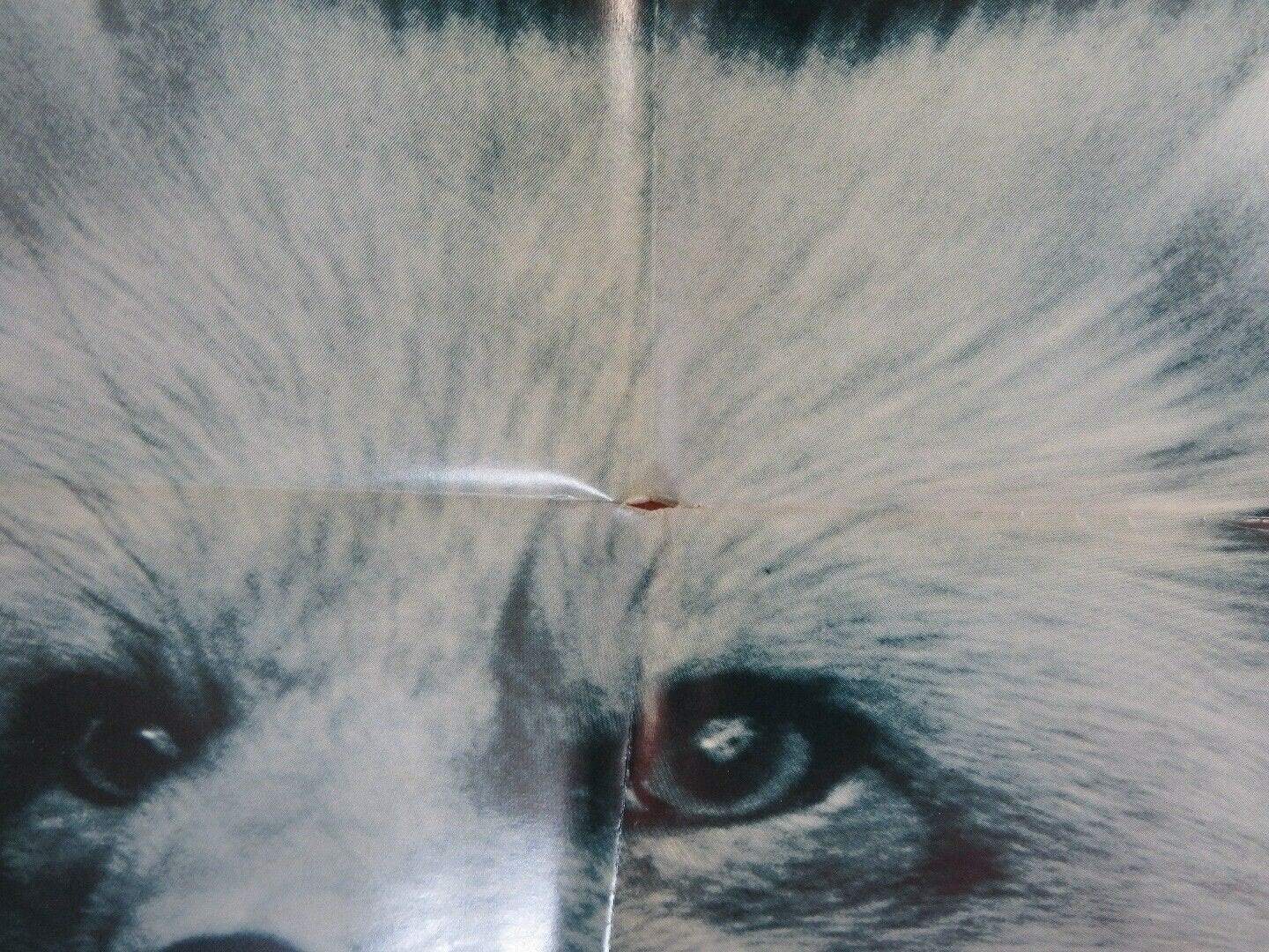 THE SILVER FOX AND SAM DAVENPORT US ONE SHEET POSTER DISNEY 1973 Movie posters