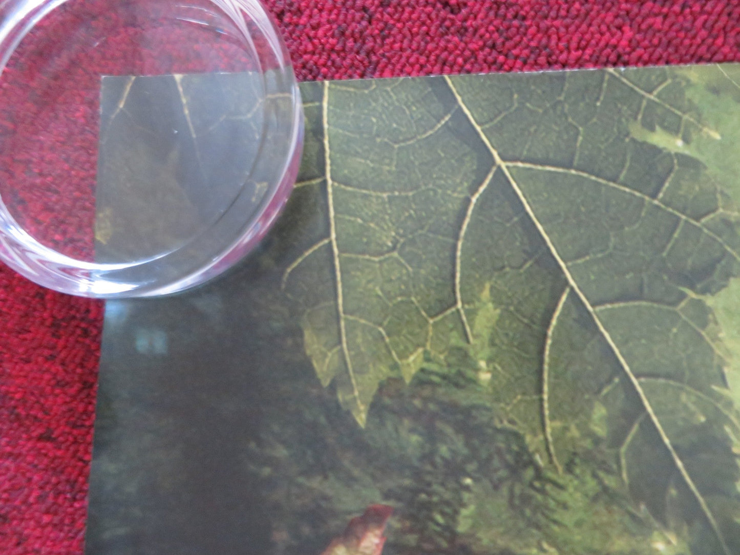 THE SPIDERWICK CHRONICLES UK QUAD (30"x 40") ROLLED POSTER FREDDIE HIGHMORE 2008 Rendezvous Cinema Movie posters