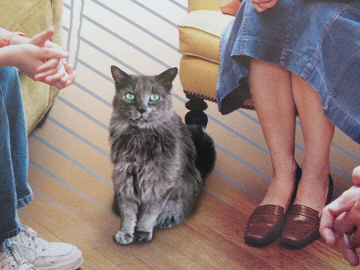 THE SQUID AND THE WHALE US ONE SHEET ROLLED POSTER JEFF DANIELS OWEN KLINE 2005 Movie posters