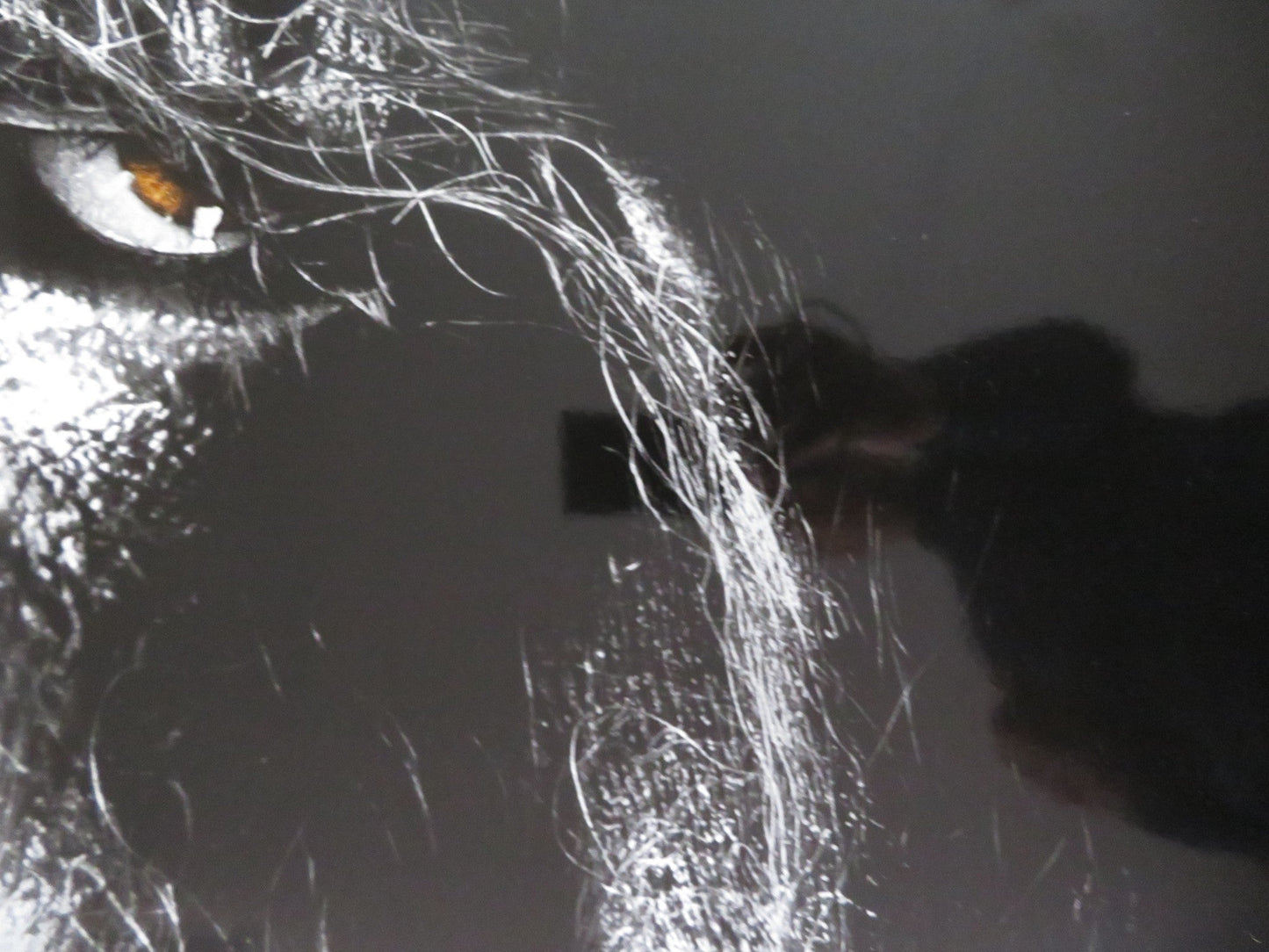 THE WOLFMAN US ONE SHEET ROLLED POSTER BENICIO DEL TORO ANTHONY HOPKINS 2010 Rendezvous Cinema Movie posters