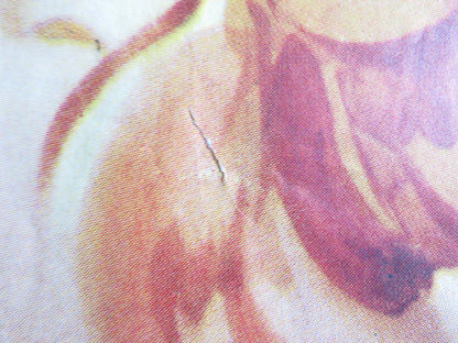 TRACK THE MAN DOWN FOLDED US ONE SHEET POSTER KENT TAYLOR PETULA CLARK 1955 Rendezvous Cinema Movie posters