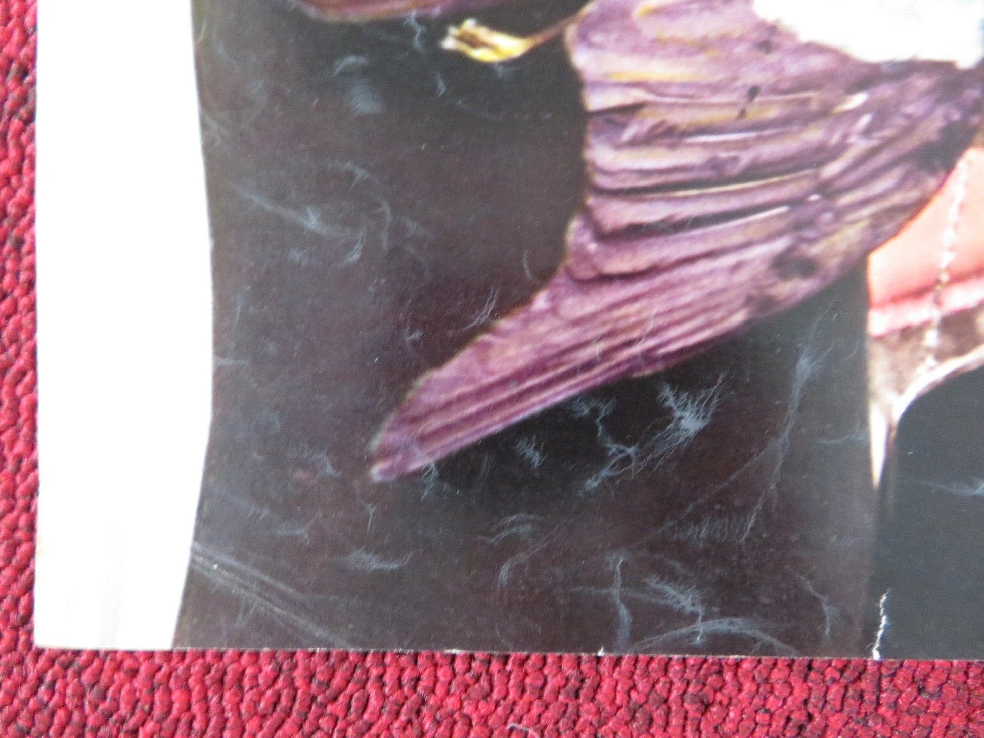 UMORISMO IN NERO - G ITALIAN FOTOBUSTA POSTER SYLVIE PIERRE BRASSEUR 1965 Rendezvous Cinema Movie posters