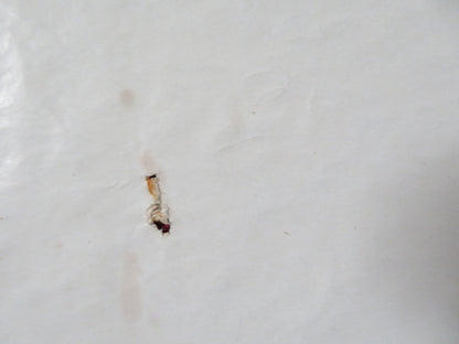 WHERE WERE YOU WHEN THE LIGHTS WHEN OUT? FOLDED US ONE SHEET POSTER D. DAY 1968 Rendezvous Cinema Movie posters