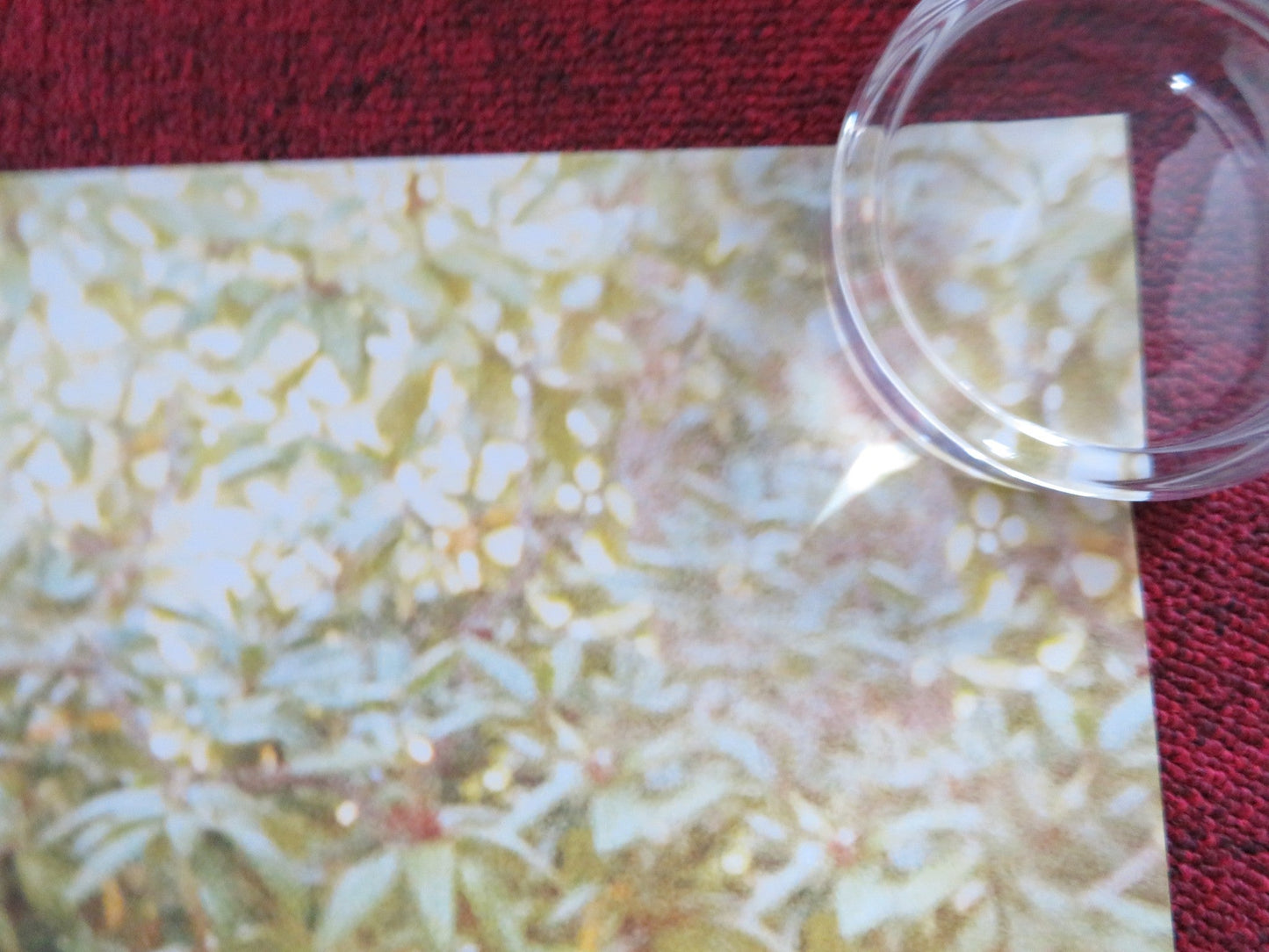 WONDER UK QUAD (30"x 40") ROLLED POSTER OWEN WILSON JACOB TREMBLAY 2017 Rendezvous Cinema Movie posters