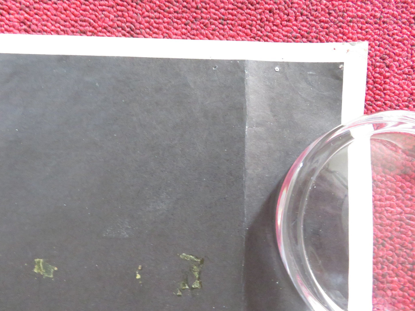 ZELIG UK QUAD (30"x 40") ROLLED POSTER WOODY ALLEN MIA FARROW 1983 Rendezvous Cinema Movie posters